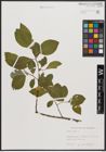 Foto von Salix caprea L.